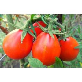 Груша красная семена томата индет. среднего 110-115 дн. 50-80 гр. груш. (Яскрава)