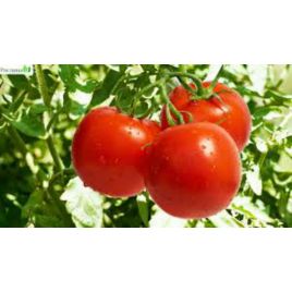 Донецкий урожайный семена томата дет. среднего 150-180 гр. окр. (Яскрава)