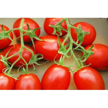 Томат Искорка семена томата Яскрава [ детерминантный, ранний] - купить, цена в Супермаркет Семян