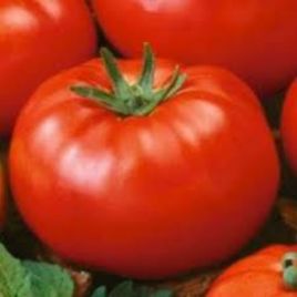 Ісполін насіння томату середнього (Яскрава)