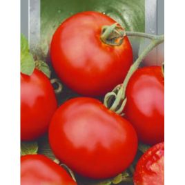 Київський насіння томату раннього (Яскрава)