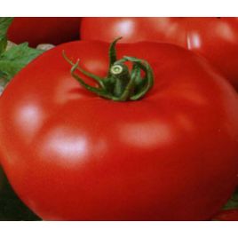 Лагідний насіння томату среднього (Яскрава)