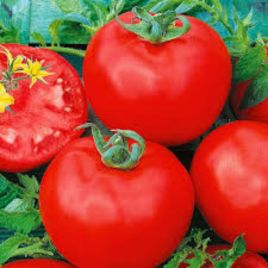 Мікадо червоного насіння томату середнього (Яскрава)