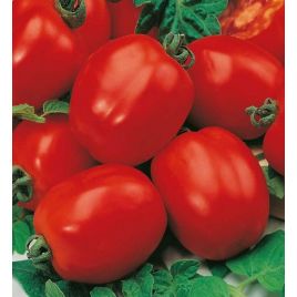 Міссурі насіння томату раннього (Яскрава)