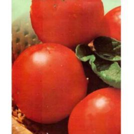 Кременчуцький насіння томату раннього (Яскрава)