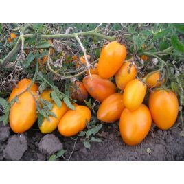 Медовий бочонок насіння томату середнього (Яскрава)