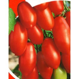 Обжора семена томата дет. раннего 80-90 дн. 70 гр. перцевидн. (Яскрава)