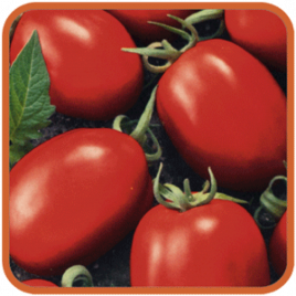 Пето 86 насіння томату раннього (Яскрава)