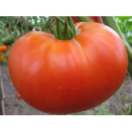 Потрібний розмір насіння томату середнього (Яскрава)