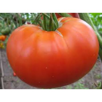 Нужный размер семена томата полудет. среднего 115 дн. 700-800 гр. окр.-припл. (Яскрава)
