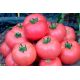 Рання любов насіння томату раннього (Україна СДБ)