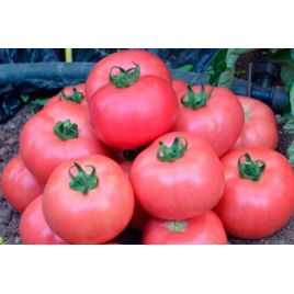 Рання любов насіння томату раннього (Україна СДБ)