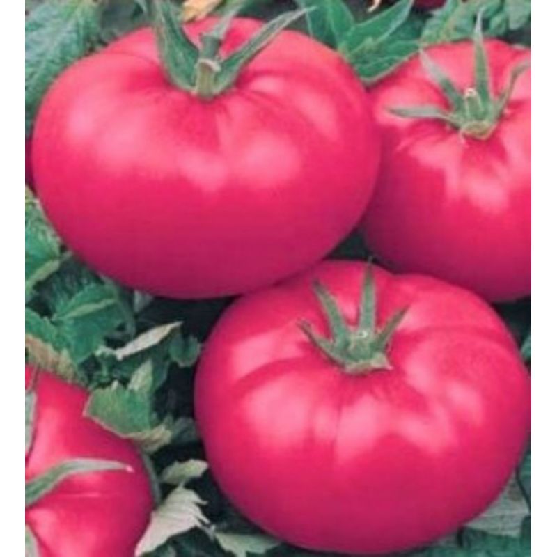 Корисні властивості помідору рожеві щічки