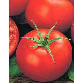 Північна королева насіння томату раннього (Україна СДБ)