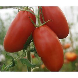 Сливка гігант насіння томату середнього (Яскрава)
