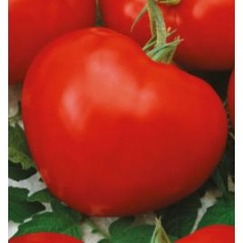 Спрінт таймер насіння томату середнього (Яскрава)