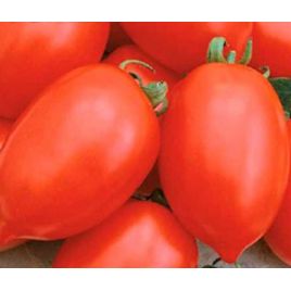 Успіх насіння томату раннього (Яскрава)