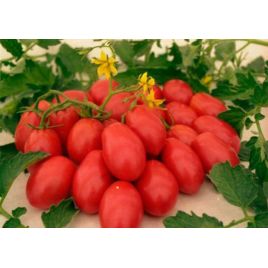 Красный охотник семена томата полудет. раннего 100-110 дн. 80-100 гр. слив. (Яскрава)