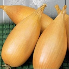 Любчик насіння цибулі ріпчатої середньої 85-100 дн 100-150 гр циліндр (Яскрава)