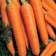 Камаран F1 семена моркови Берликум PR (1,6-1,8 мм) (Bejo)