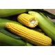 Делікатесна насіння кукурузи сахарної ранньостиглої (Яскрава)