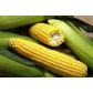 Деликатесная семена кукурузы сахарной ранней (Яскрава)