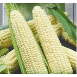 Русалонька насіння кукурузи сахарної (Яскрава)