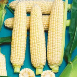 Сладкое Чудо F1 семена кукурузы сахарной ультраранней (Яскрава)