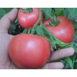 Пембола F1 насіння томату дет роз 65-70дн 200-250 гр (BT Tohum)
