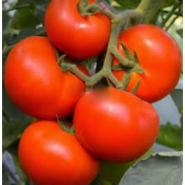 Наріта F1 насіння томату индет черв 250-300 гр (BT Tohum)