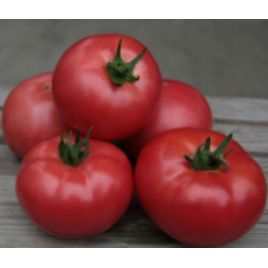СК2121 (SC2121) насіння томату дет черв65-70 дн 160-180 гр(BT Tohum)