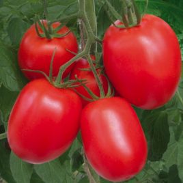 Ріо Гранде насіння томату дет черв 90-110 дн 90-100 гр(BT Tohum)