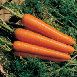 Скарлет F1 семена моркови (BT Tohum)