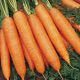 Бангор F1 семена моркови Берликум PR (1,6-1,8 мм) (Bejo)