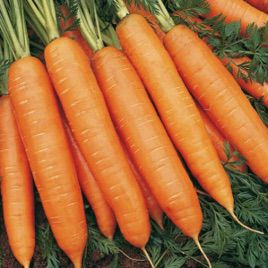 Бангор F1 семена моркови Берликум PR (1,6-1,8 мм) (Bejo)