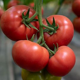Мамстон F1 насіння помідора індетермінантного (Syngenta)