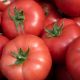 Мамстон F1 насіння помідора індетермінантного (Syngenta)