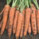 Бангор F1 (1,8-2,0мм) семена моркови Берликум средней 110 дн (Bejo)