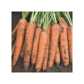 Бангор F1 (1,8-2,0мм) семена моркови Берликум средней 110 дн (Bejo)