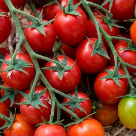 КС 959 F1 (KS 959 F1) насіння томата індет. чері 20-25 гр. (Kitano Seeds)