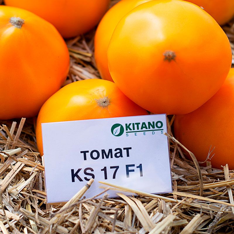 семена томат китано