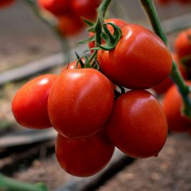 Банті F1 (КС 3819 F1) насіння помідора індетермінантного (Kitano Seeds)
