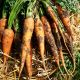 Афалон F1 семена моркови Нантес/Берликум (Moravoseed)