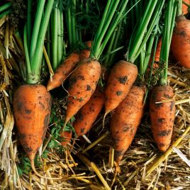 Кнота F1 семена моркови Нантес ранней 95-100 дн 18-20 см (Moravoseed)