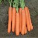 Тип Топ семена моркови тип Нантес среднеранней 100-110 дн. 18-19 см (Semenaoptom)