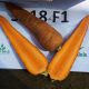 СВ 3118 ДЧ F1 семена моркови Шантане ранний 115 дн (1,8-2,0 мм) (Seminis)