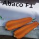 Абако F1 семена моркови Шантане (2,2-2,4) (Seminis)