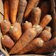 Абако F1 (Abaco F1) (2,2-2,4) семена моркови Шантане ранней 90-95 дн. (Seminis)