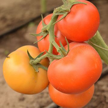 Абелус F1 (Абелюс F1) насіння помідора індетермінантного (Rijk Zwaan)