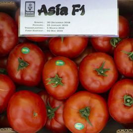 Азия F1 семена томата индет. среднераннего 100-110 дн. окр.-прип. 300-350г красный (Yuksel)